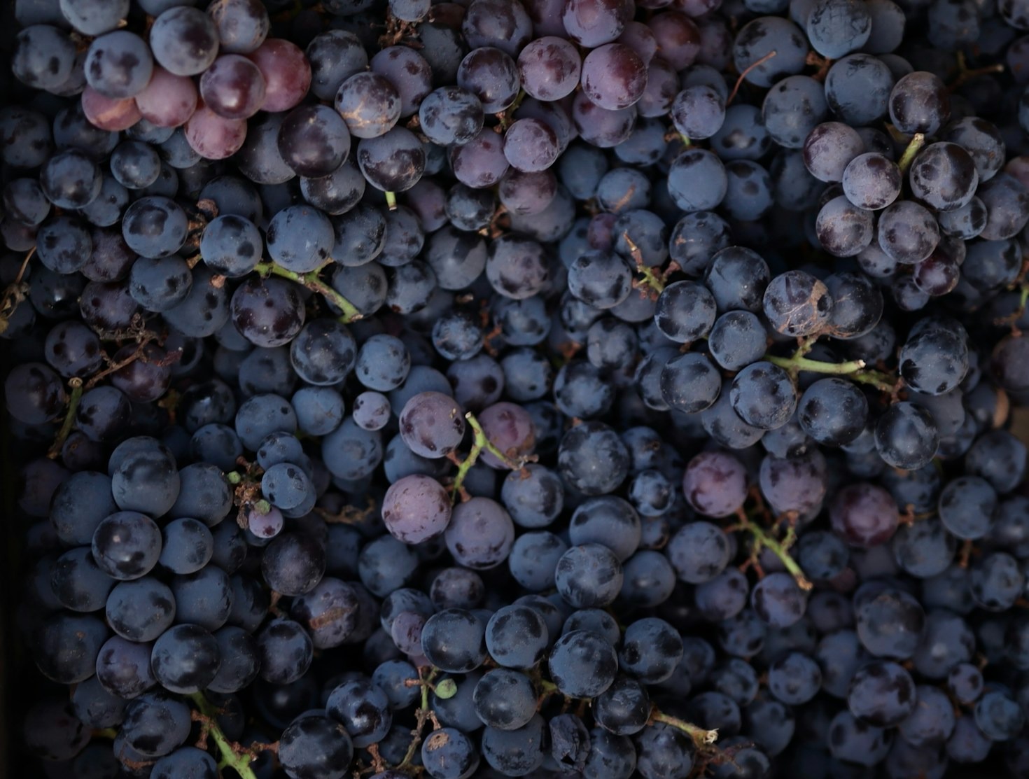 Die besten Weine aus der Region entdecken Featured Image 4